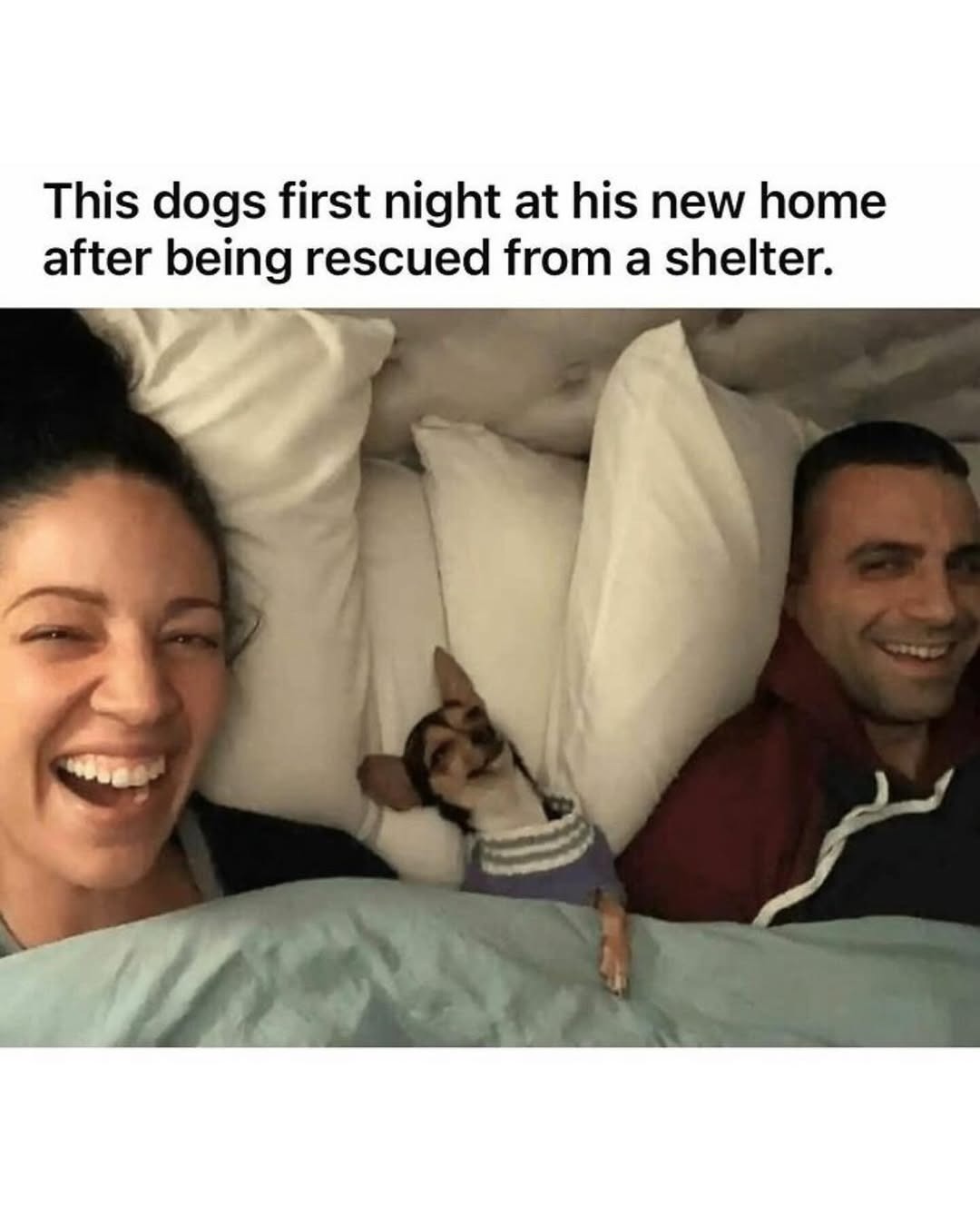 This dogs first night at his new home after being rescued from a shelter.