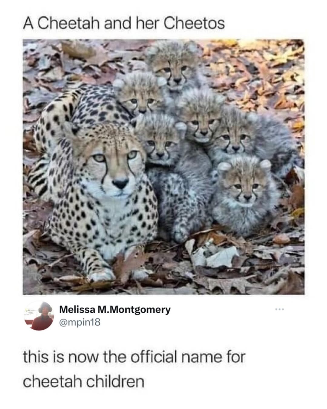 A Cheetah and her Cheetos
this is now the official name for cheetah children