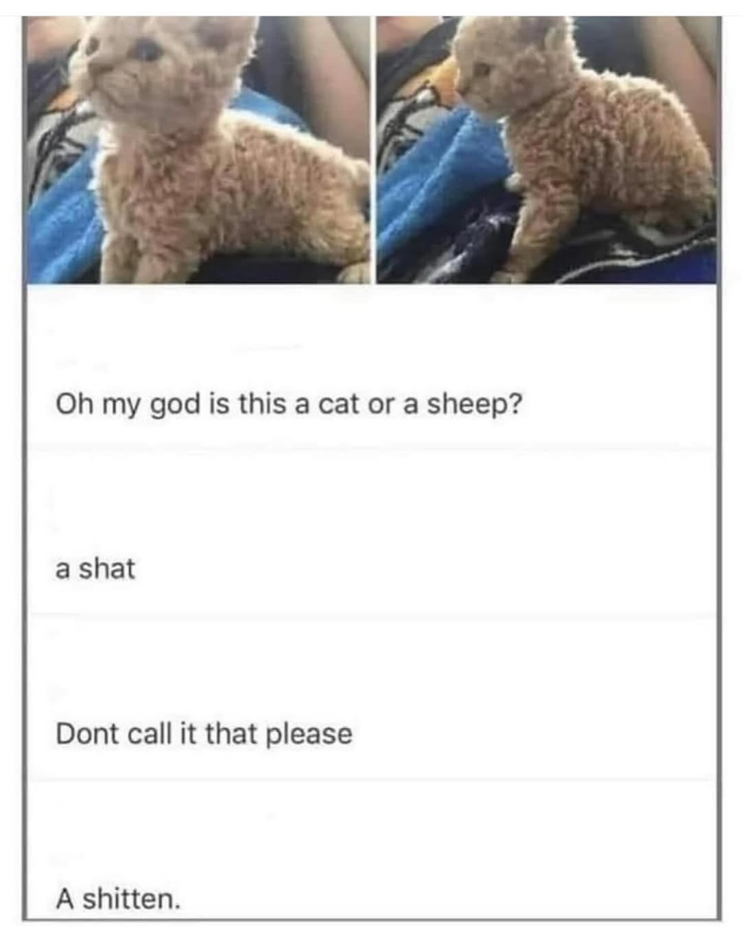 Oh my god is this a cat or a sheep? a shat Dont call it that please A shitten.