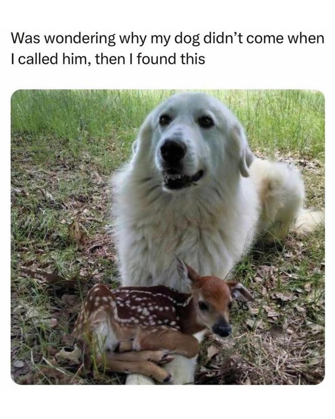 Was wondering why my dog didn't come when I called him, then I found this