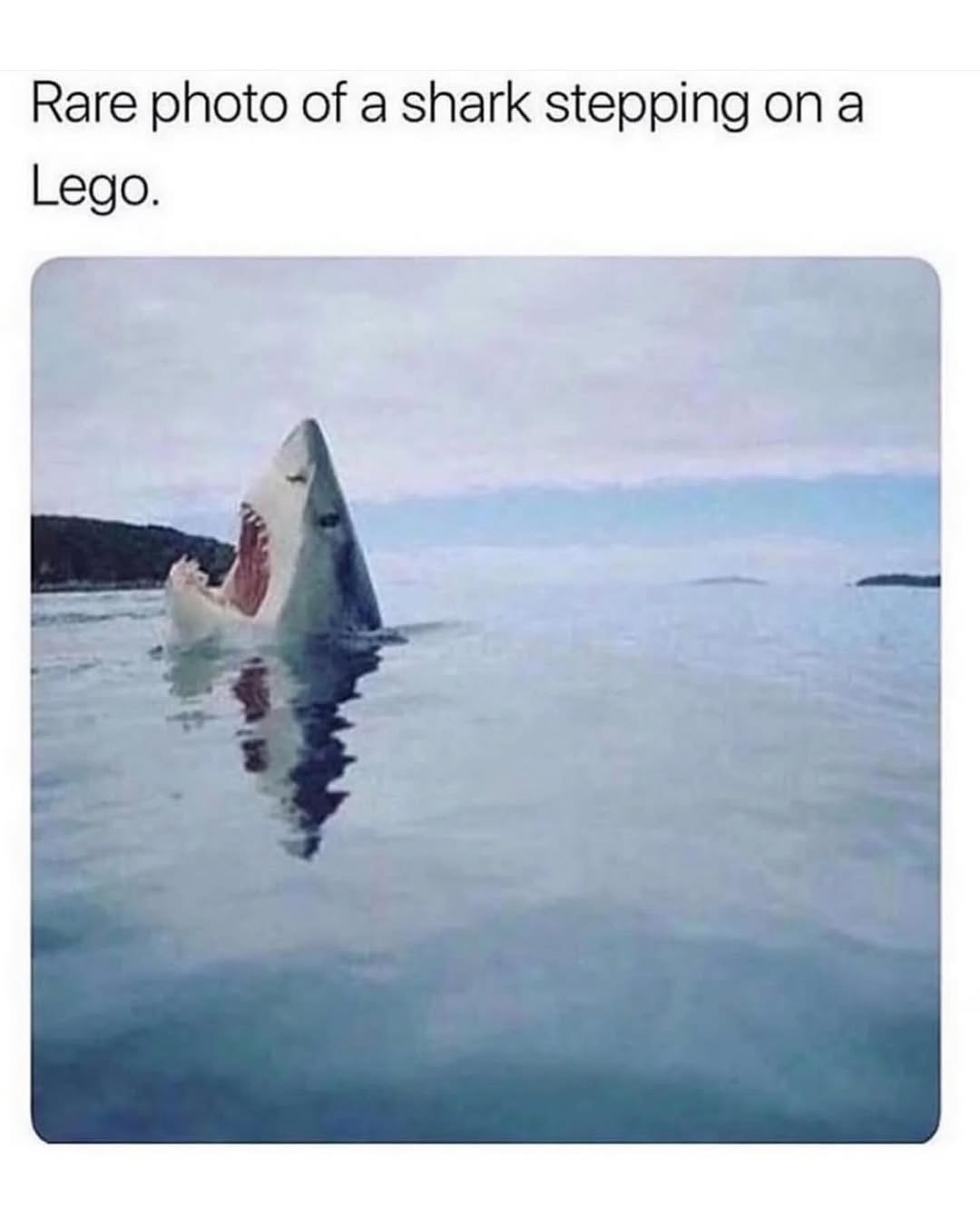 Rare photo of a shark stepping on a Lego.
