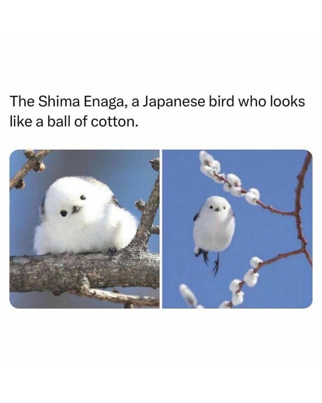 The Shima Enaga, a Japanese bird who looks like a ball of cotton.