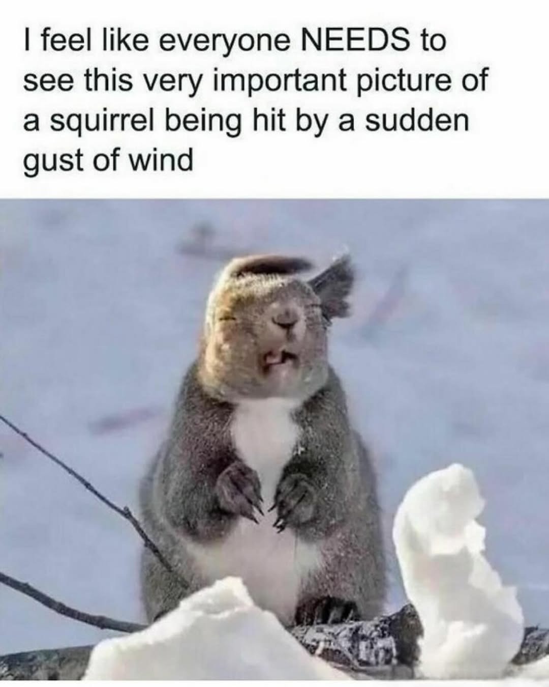 I feel like everyone NEEDS to see this very important picture of a squirrel being hit by a sudden gust of wind