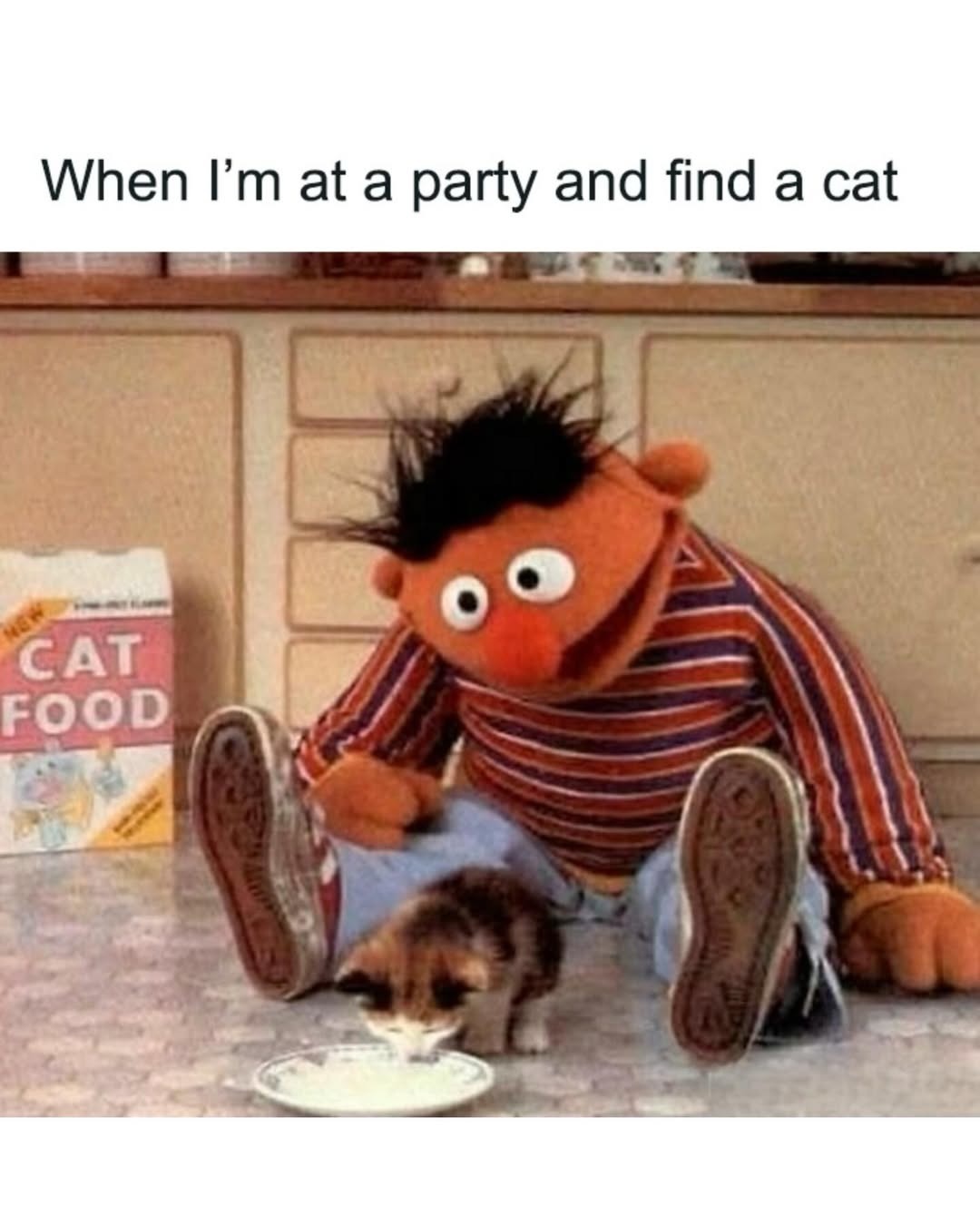 When I'm at a party and find a cat