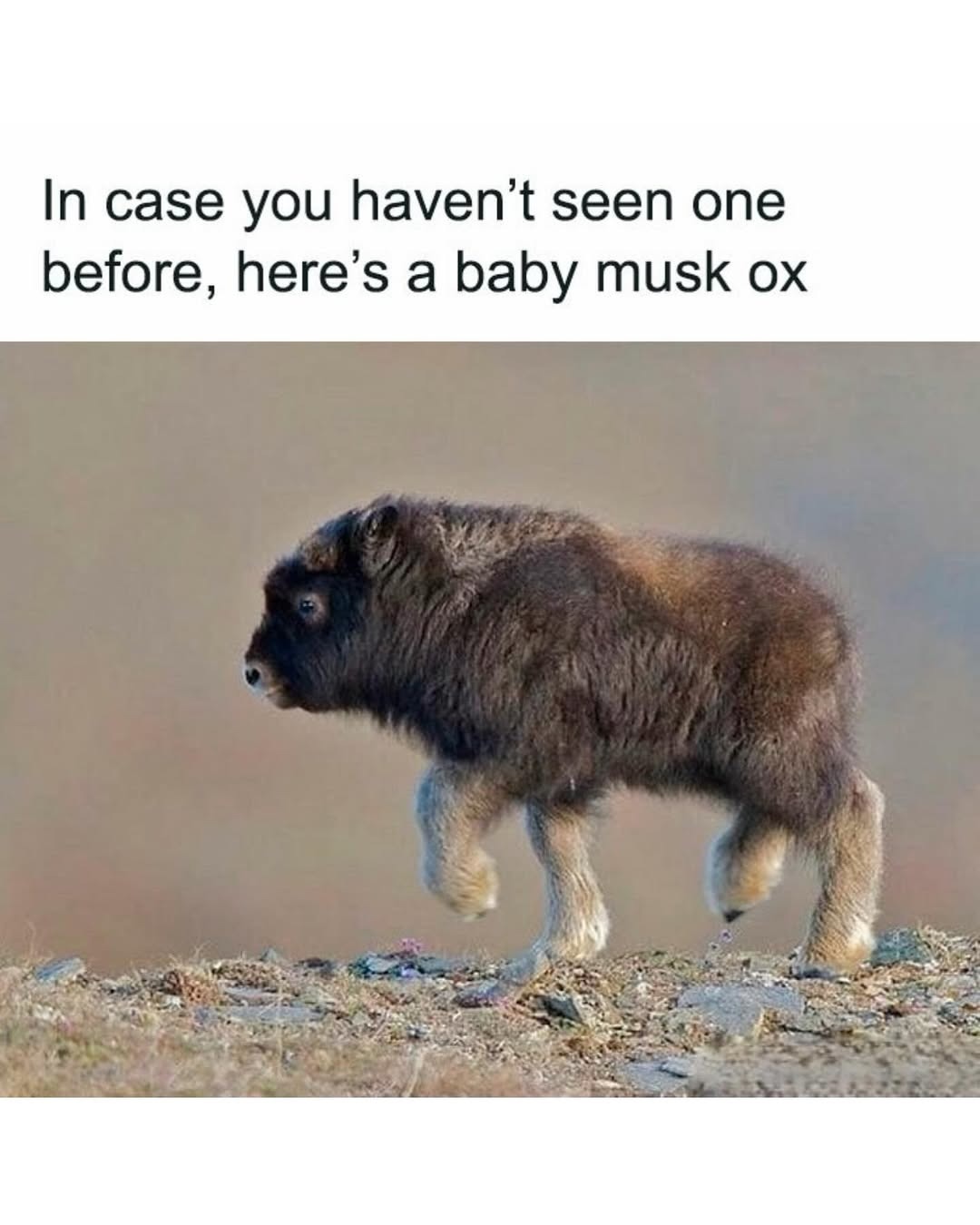 In case you haven't seen one before, here's a baby musk ox