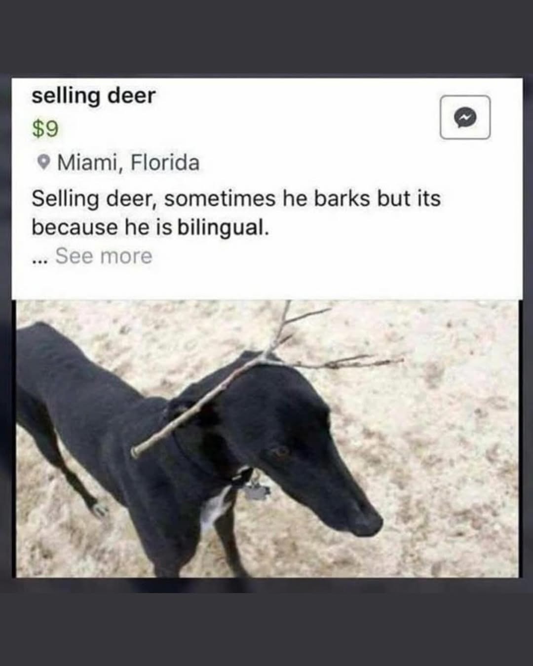selling deer $9 Miami, Florida Selling deer, sometimes he barks but its because he is bilingual. ... See more
