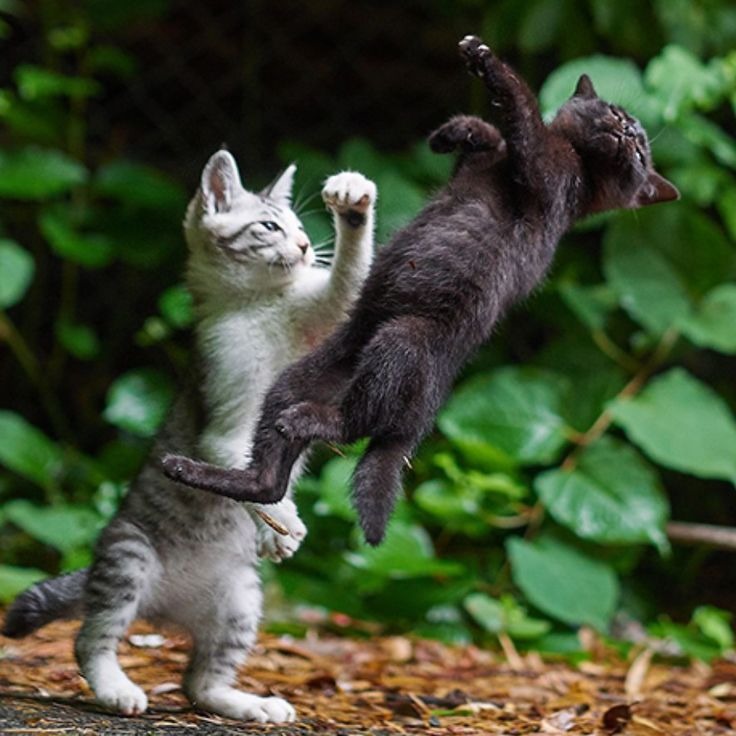 Dos gatitos jugando a las luchas.