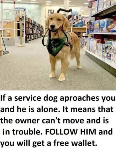 If a service dog approaches you and he is alone. It means that the owner can't move and is in trouble. FOLLOW HIM and you will get a free wallet.