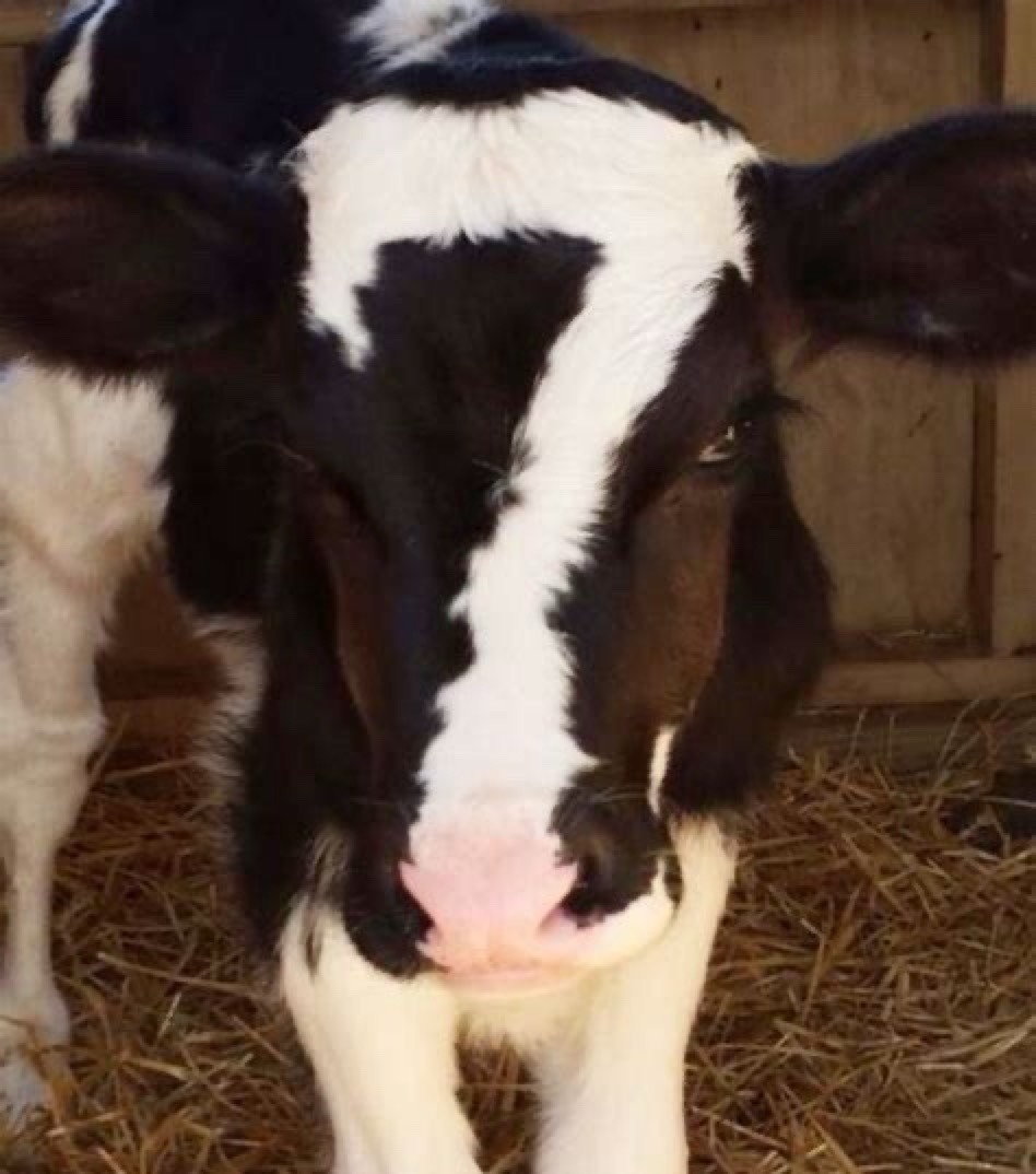 A calf with a white marking on its face that resembles a question mark.