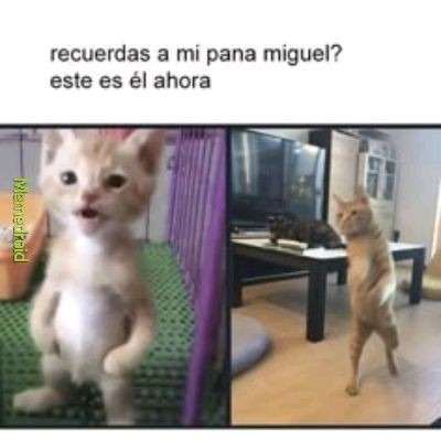 recuerdas a mi pana miguel?
este es él ahora