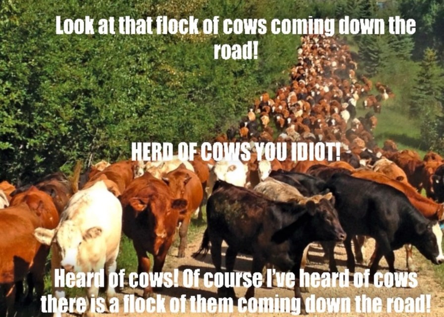 Look at that flock of cows coming down the road! HERD OF COWS YOU IDIOT! Heard of cows! Of course I've heard of cows there is a flock of them coming down the road!