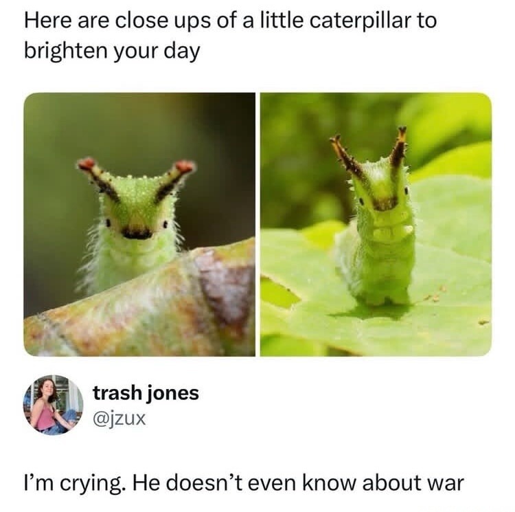 Here are close ups of a little caterpillar to brighten your day