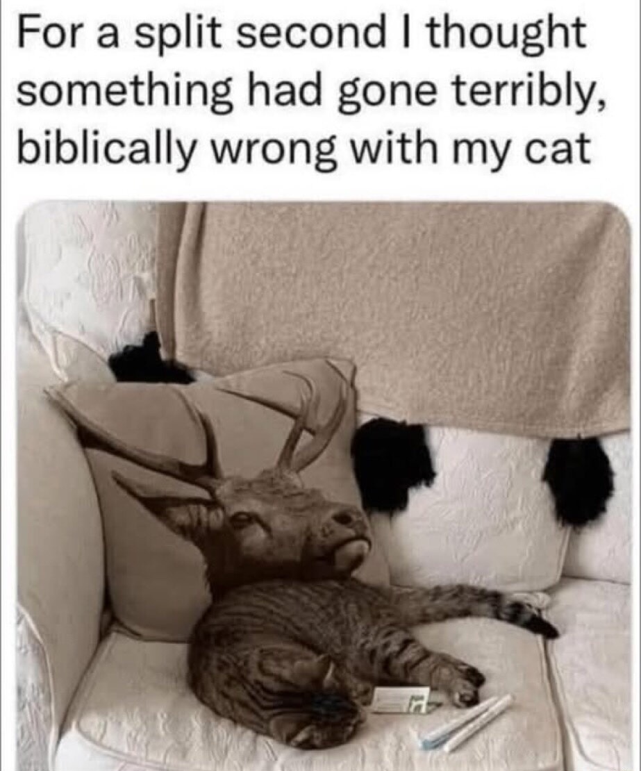For a split second I thought something had gone terribly, biblically wrong with my cat