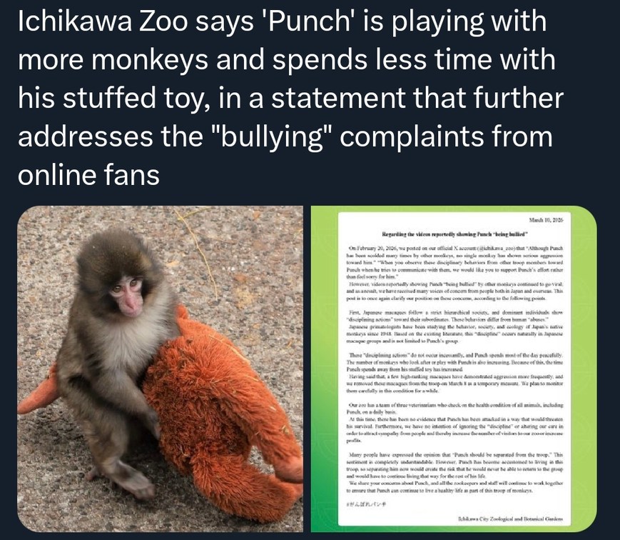 Ichikawa Zoo says 'Punch' is playing with more monkeys and spends less time with his stuffed toy, in a statement that further addresses the 
