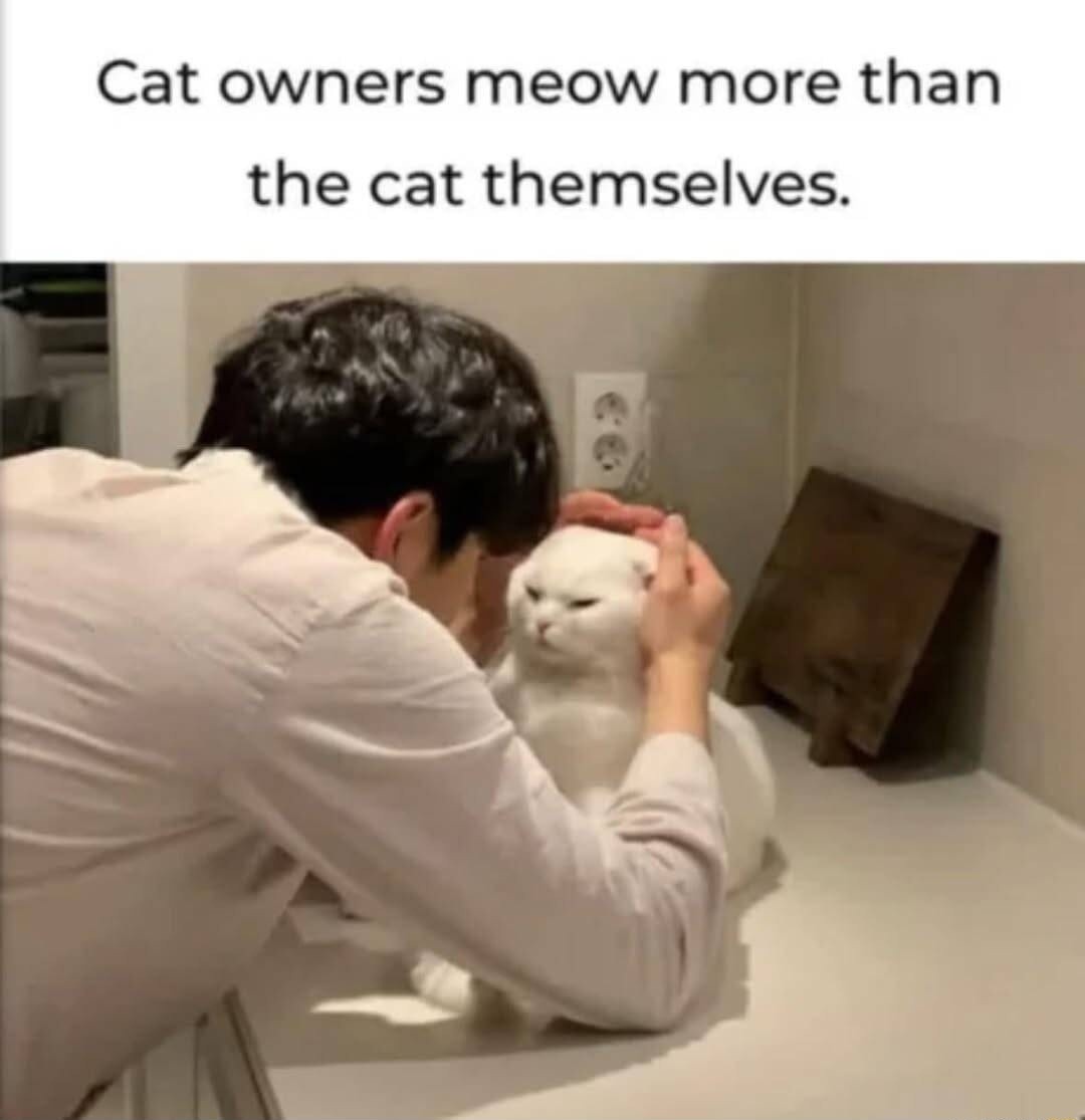Cat owners meow more than the cat themselves.
