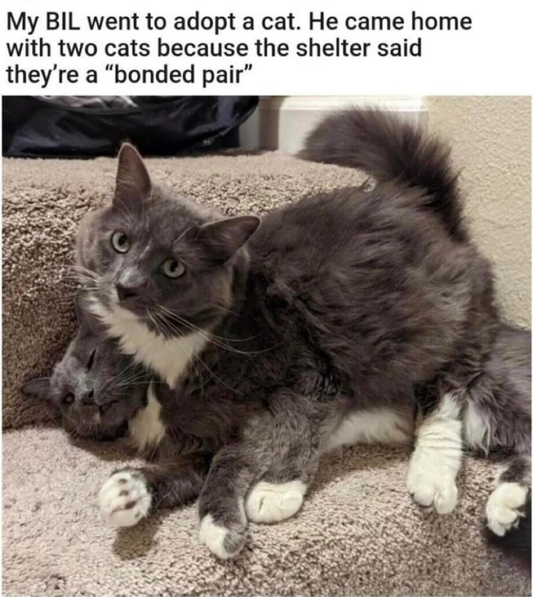 My BIL went to adopt a cat. He came home with two cats because the shelter said they're a 