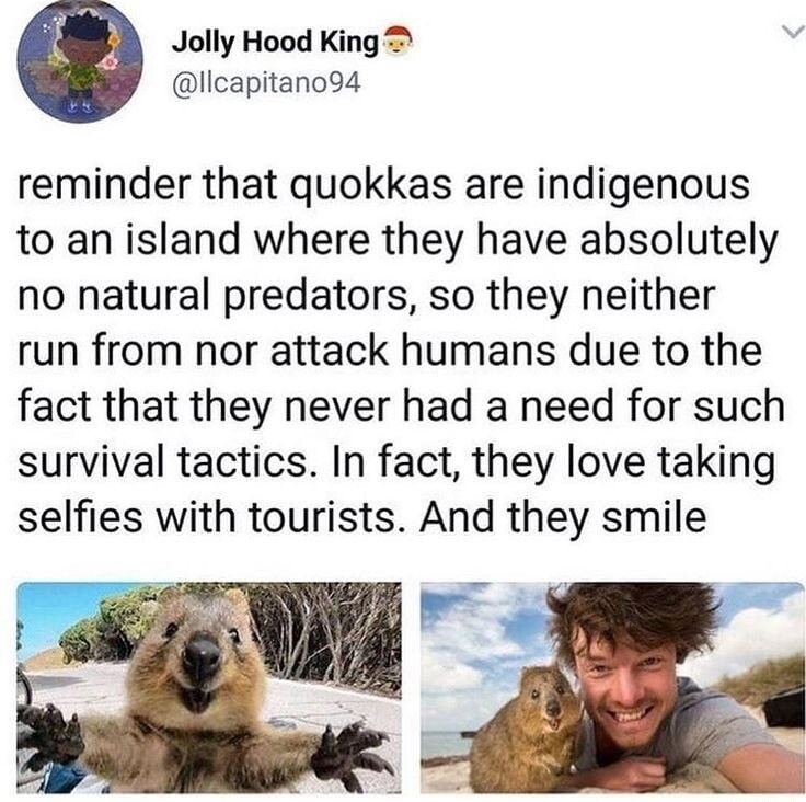 reminder that quokkas are indigenous to an island where they have absolutely no natural predators, so they neither run from nor attack humans due to the fact that they never had a need for such survival tactics. In fact, they love taking selfies with tourists. And they smile