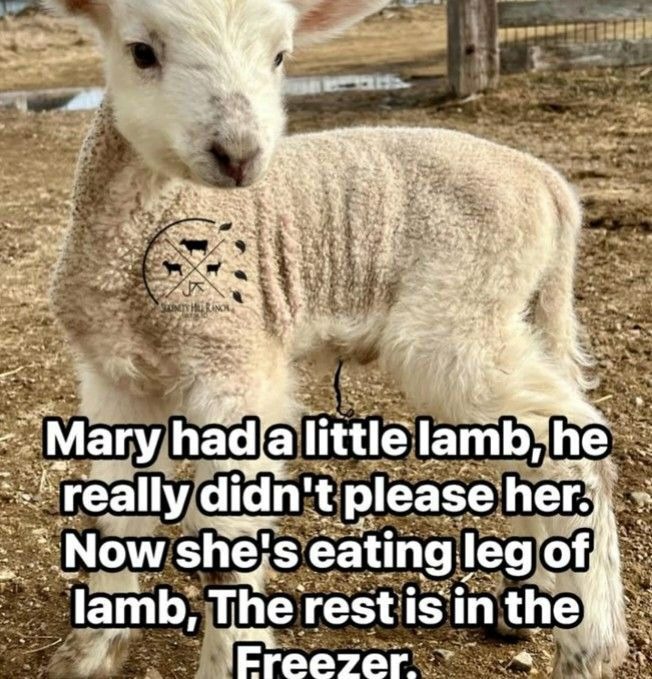 Mary had a little lamb, he really didn't please her. Now she's eating leg of lamb, The rest is in the Freezer.