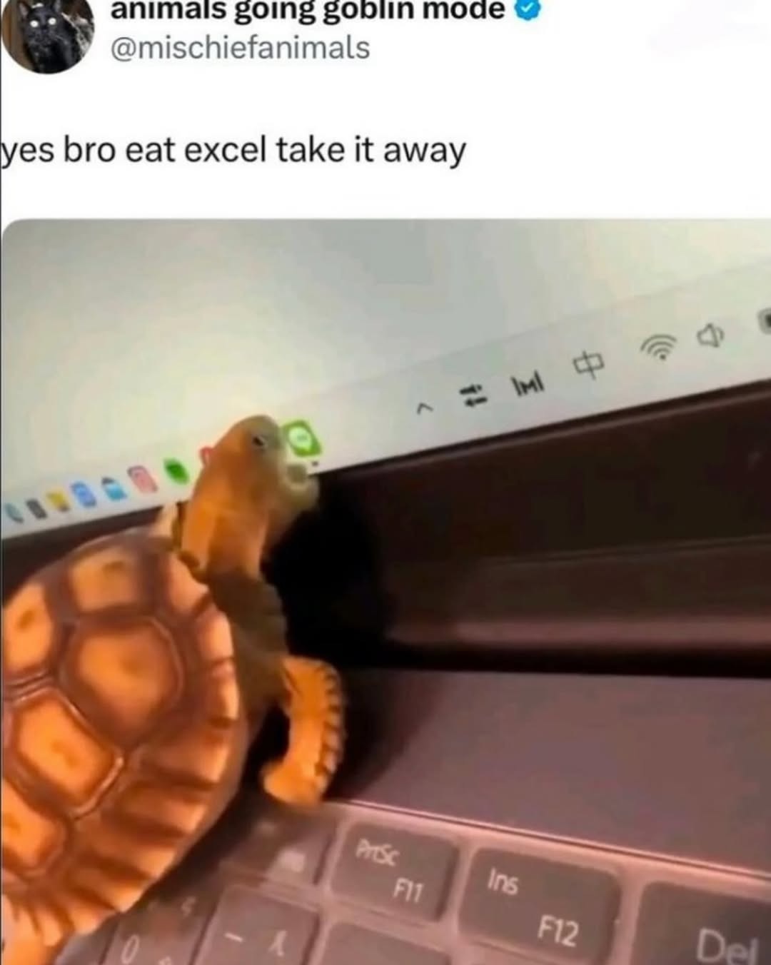 yes bro eat excel take it away