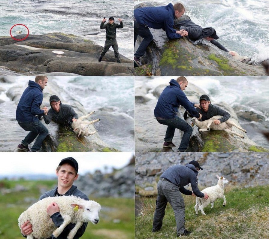 A man is rescuing a sheep from the water.