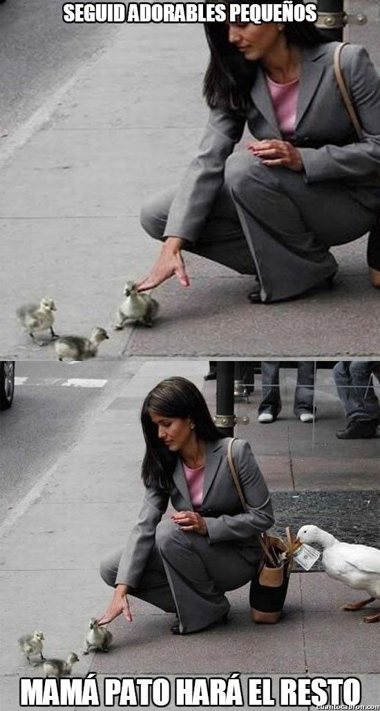 SEGUID ADORABLES PEQUEÑOS MAMÁ PATO HARÁ EL RESTO