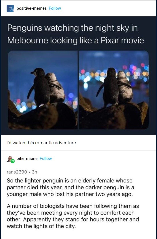 Penguins watching the night sky in Melbourne looking like a Pixar movie