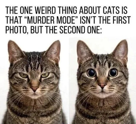THE ONE WEIRD THING ABOUT CATS IS THAT 