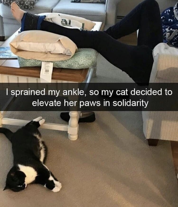 I sprained my ankle, so my cat decided to elevate her paws in solidarity