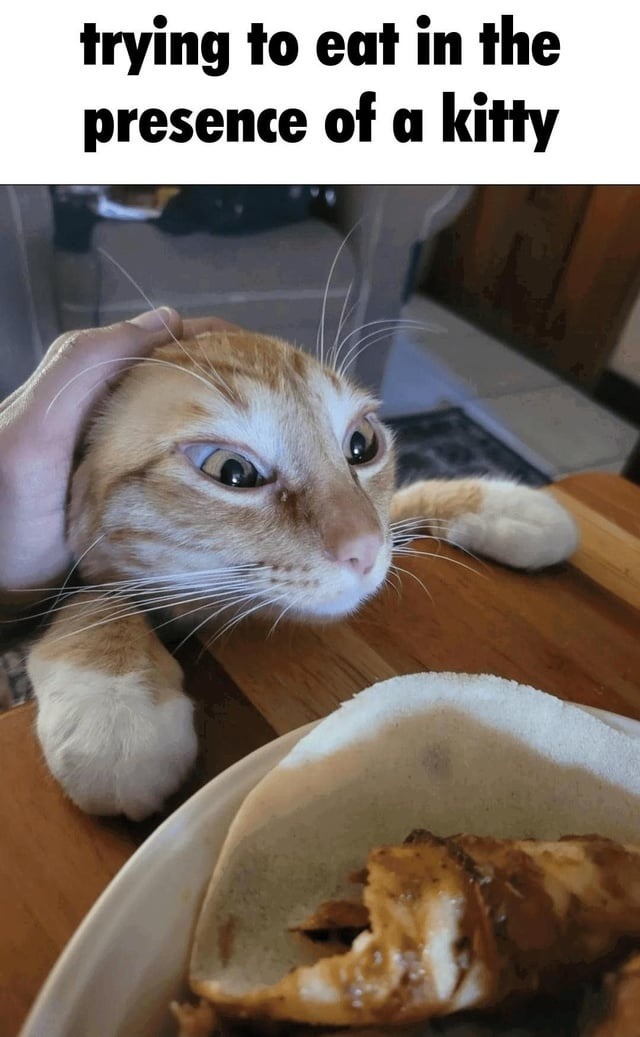 trying to eat in the presence of a kitty