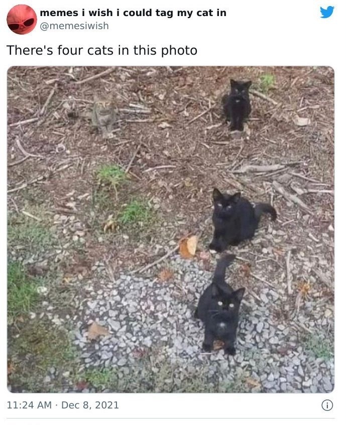 There's four cats in this photo