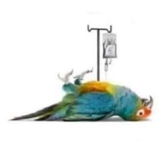 El loro está conectado a un gotero, parece que está enfermo o herido.