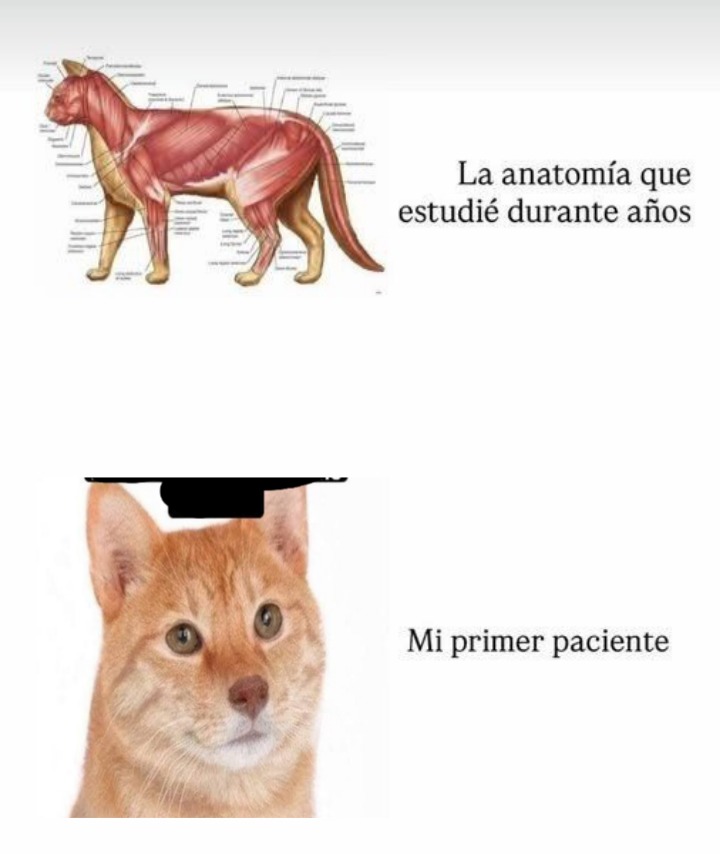 La anatomía que estudié durante años
Mi primer paciente