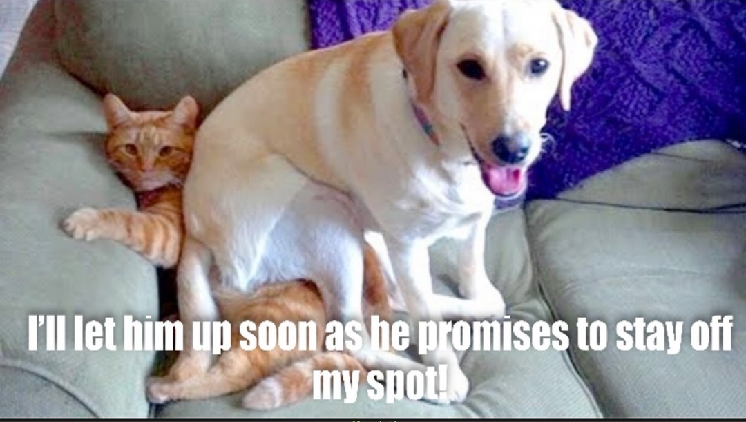 I'll let him up soon as he promises to stay off my spot!