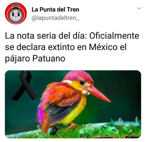 La nota seria del día: Oficialmente se declara extinto en México el pájaro Patuano