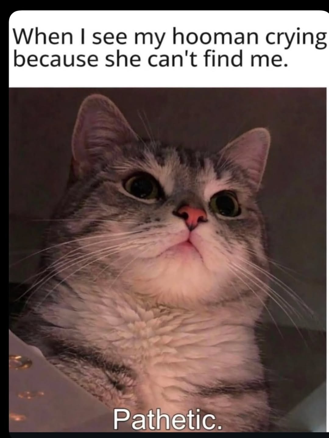 When I see my hooman crying because she can't find me. Pathetic.