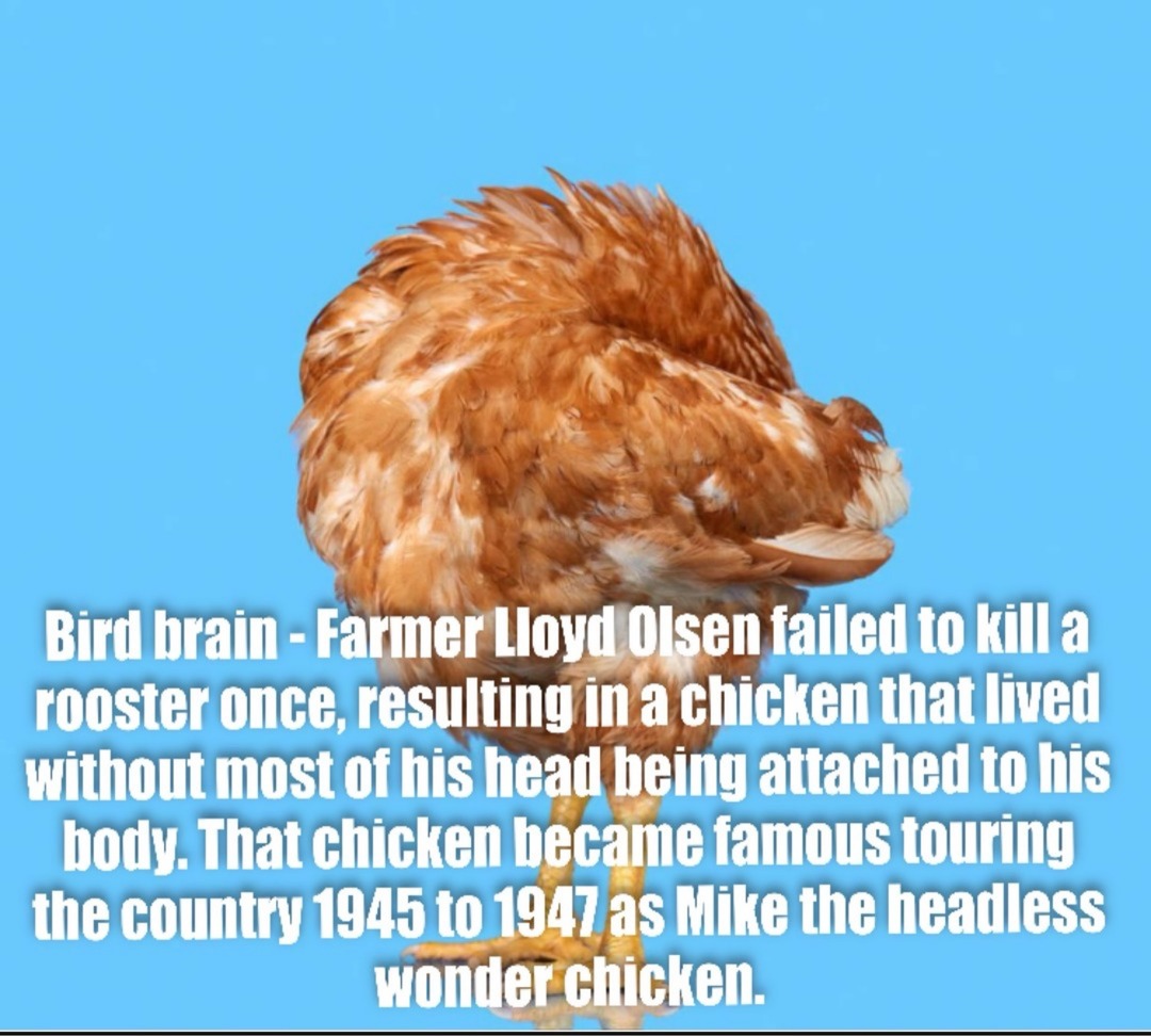 Bird brain - Farmer Lloyd Olsen failed to kill a rooster once, resulting in a chicken that lived without most of his head being attached to his body. That chicken became famous touring the country 1945 to 1947 as Mike the headless wonder chicken.
