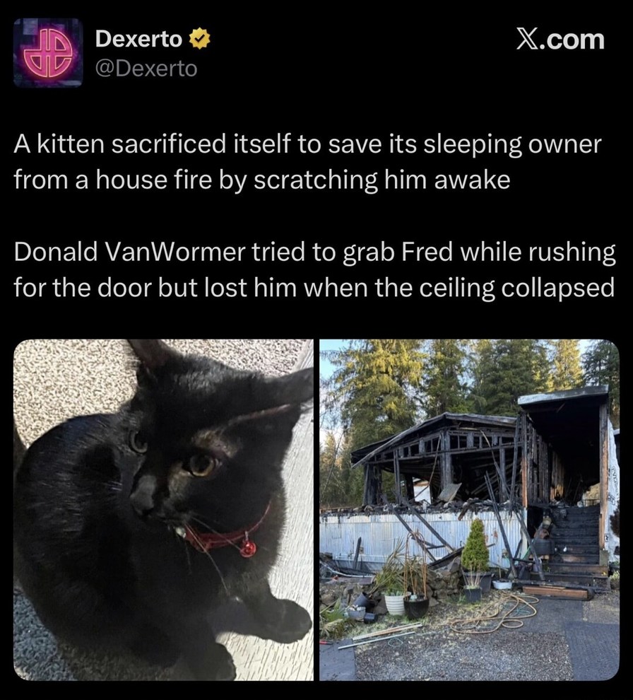 A kitten sacrificed itself to save its sleeping owner from a house fire by scratching him awake. Donald VanWormer tried to grab Fred while rushing for the door but lost him when the ceiling collapsed.
