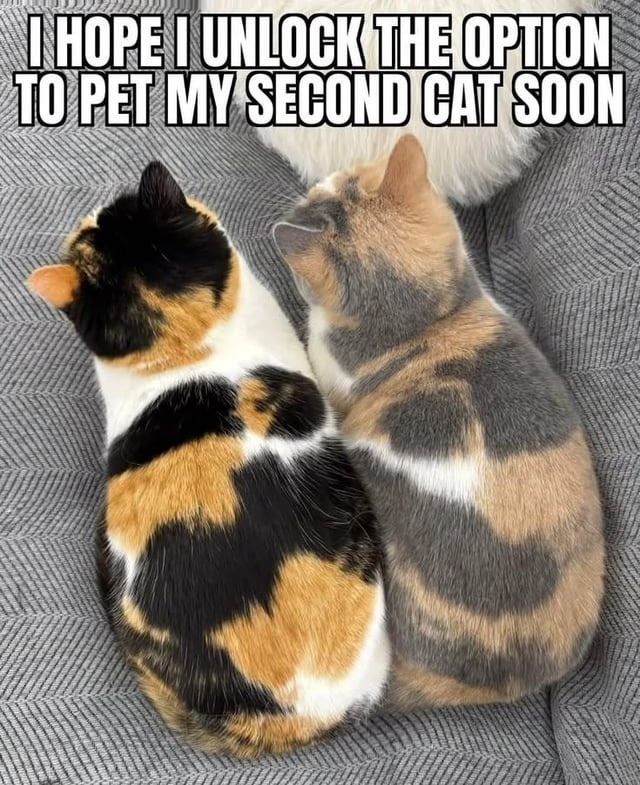 I HOPE I UNLOCK THE OPTION TO PET MY SECOND CAT SOON
