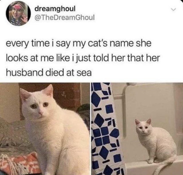 every time i say my cat's name she looks at me like i just told her that her husband died at sea