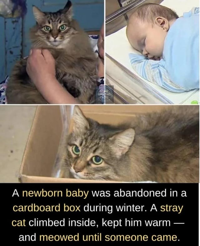 A newborn baby was abandoned in a cardboard box during winter. A stray cat climbed inside, kept him warm — and meowed until someone came.