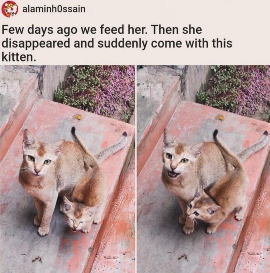 Few days ago we feed her. Then she disappeared and suddenly come with this kitten.