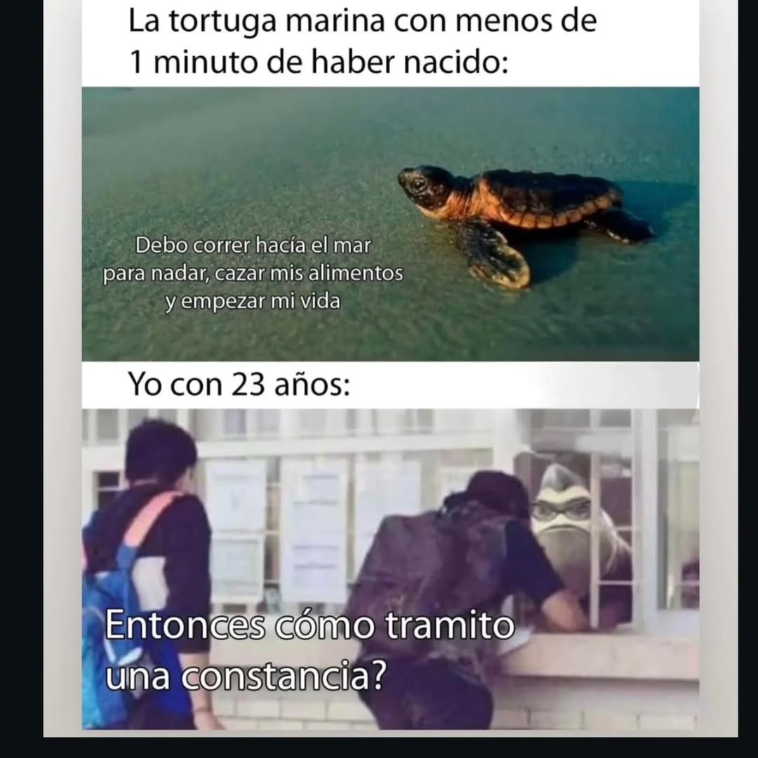 La tortuga marina con menos de 1 minuto de haber nacido:
Debo correr hacia el mar para nadar, cazar mis alimentos y empezar mi vida
Yo con 23 años:
Entonces cómo tramito una constancia?