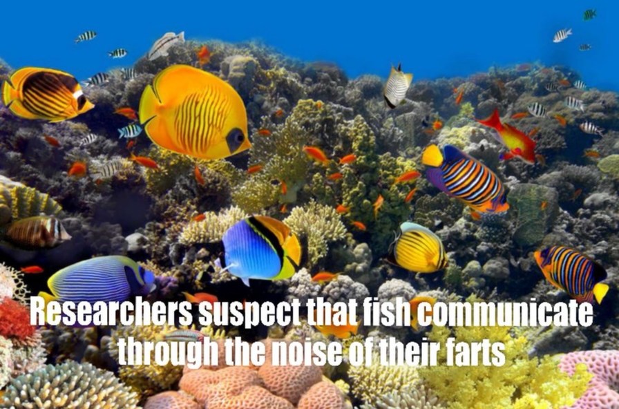 Researchers suspect that fish communicate through the noise of their farts