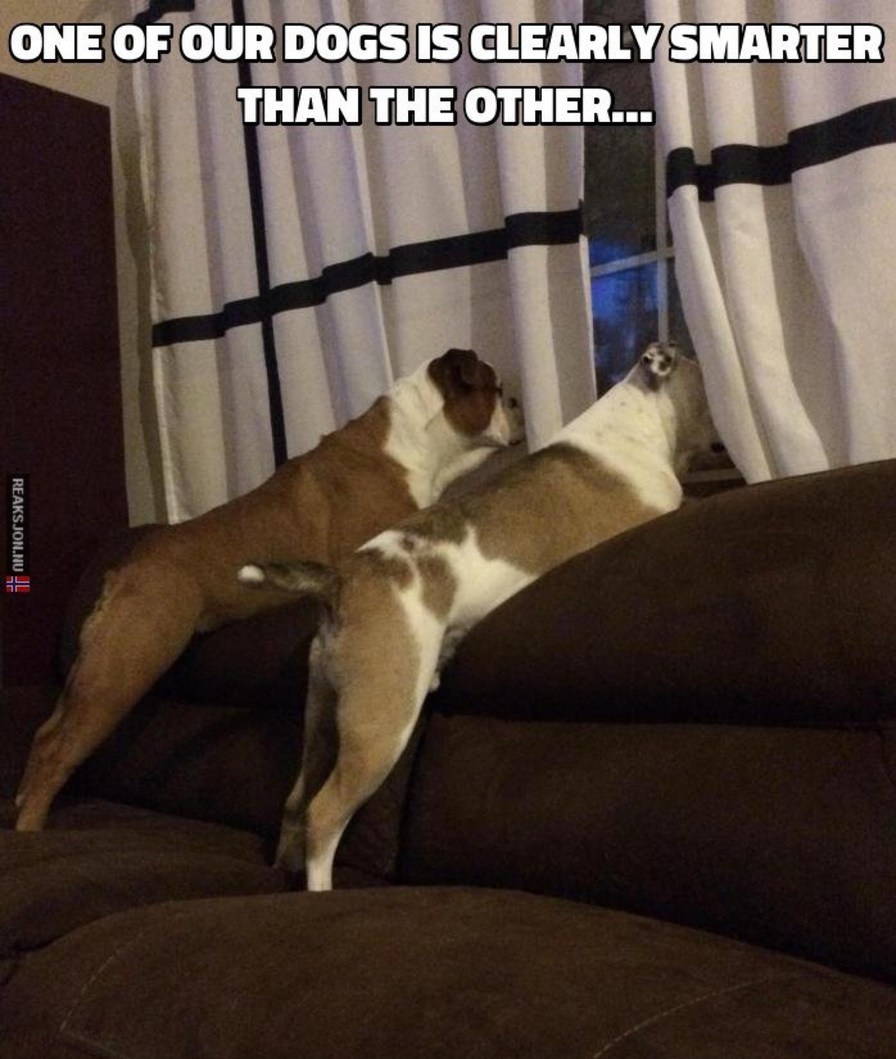 ONE OF OUR DOGS IS CLEARLY SMARTER THAN THE OTHER...