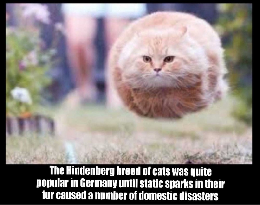 The Hindenberg breed of cats was quite popular in Germany until static sparks in their fur caused a number of domestic disasters