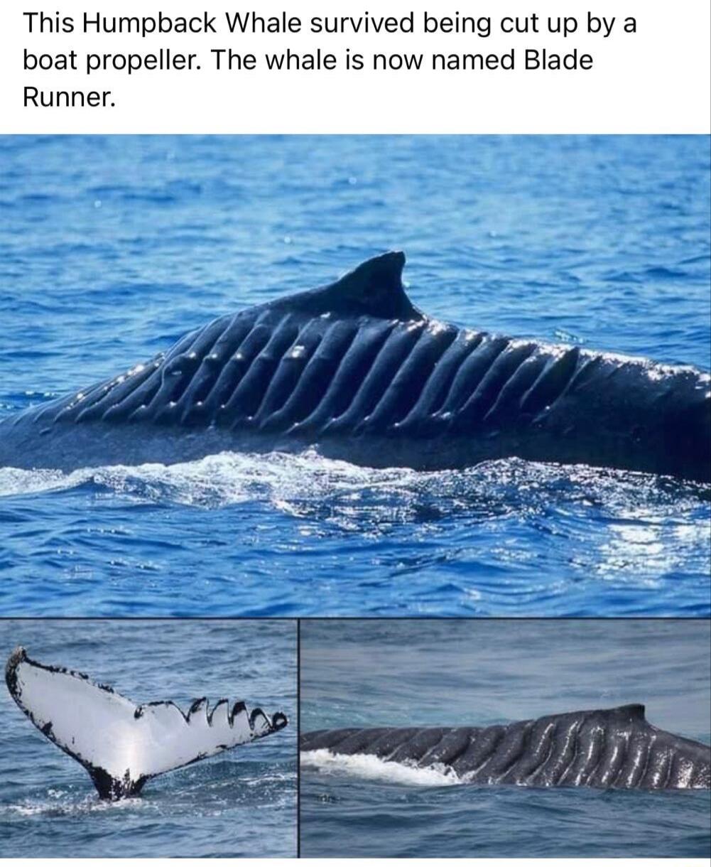 This Humpback Whale survived being cut up by a boat propeller. The whale is now named Blade Runner.