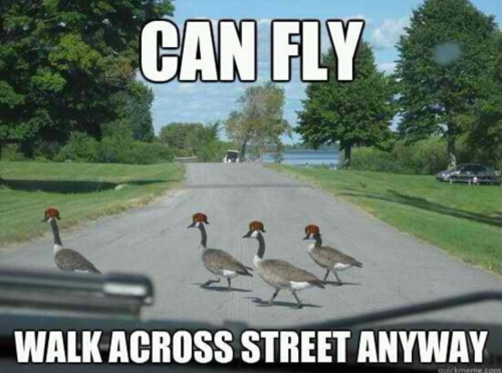 CAN FLY WALK ACROSS STREET ANYWAY