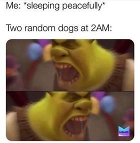 Me: *sleeping peacefully*
Two random dogs at 2AM: