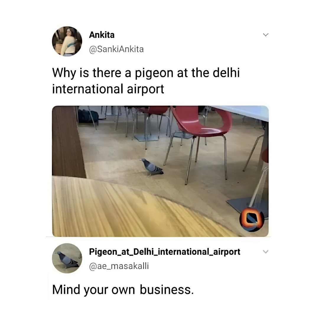 Why is there a pigeon at the delhi international airport Mind your own business.