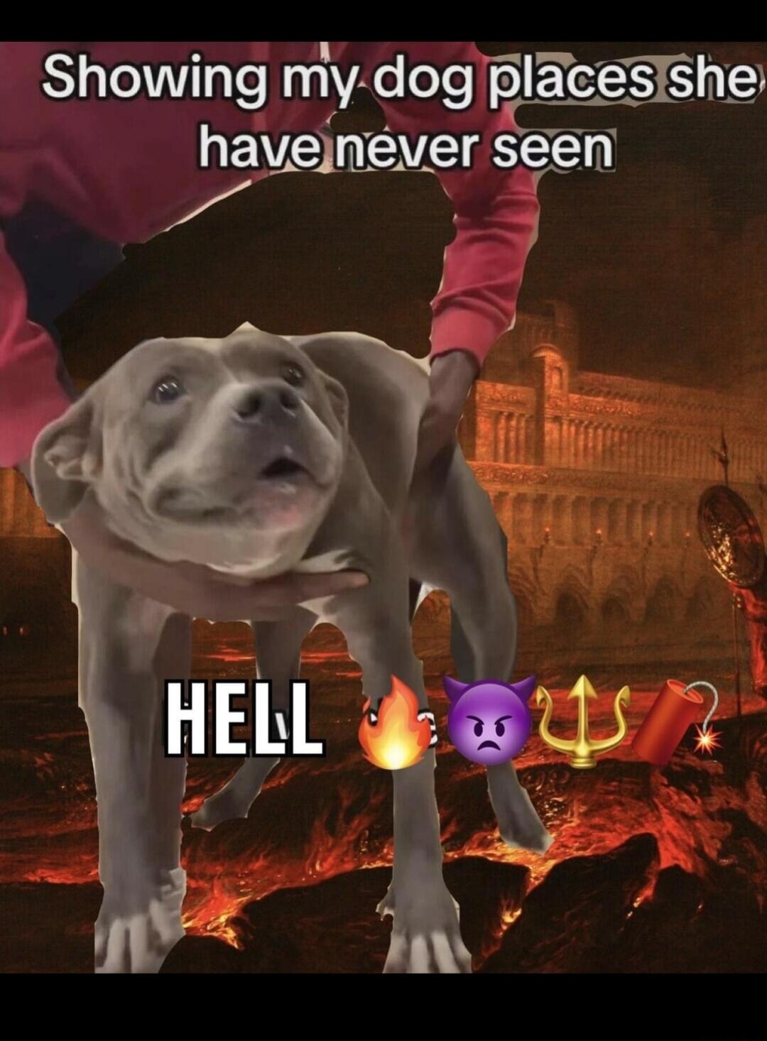 Showing my dog places she have never seen HELL